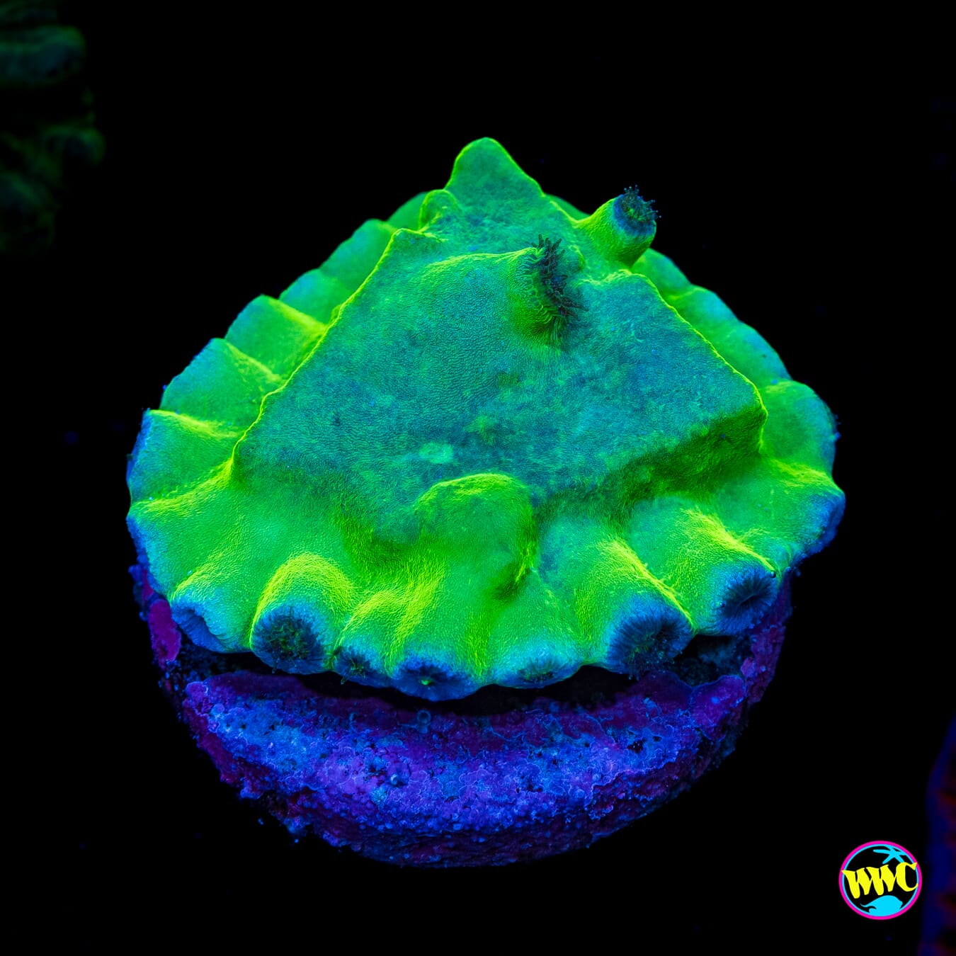 WWC Green Heron Turbinaria - Actinic Photo