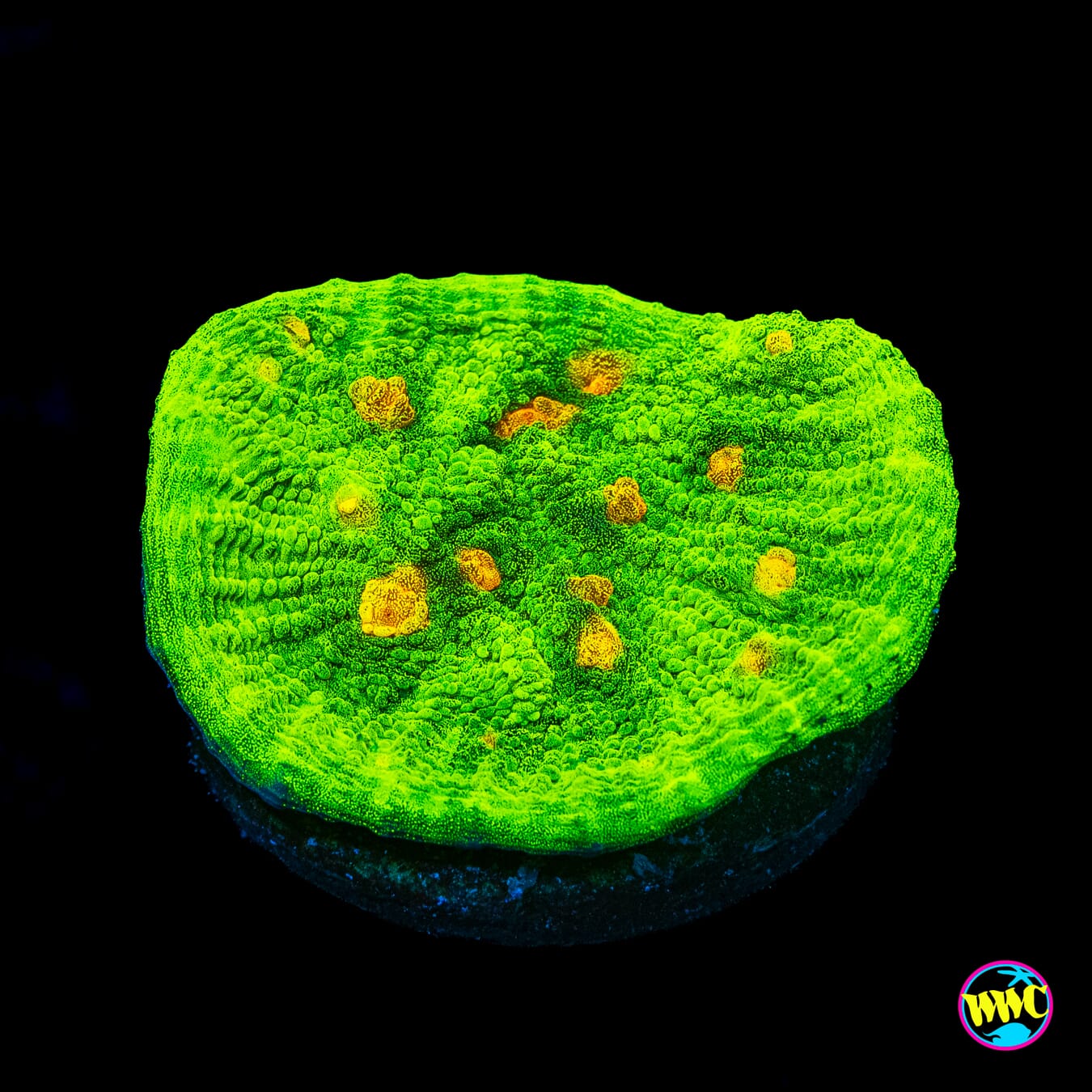 WWC Space Invader Chalice - Actinic Photo