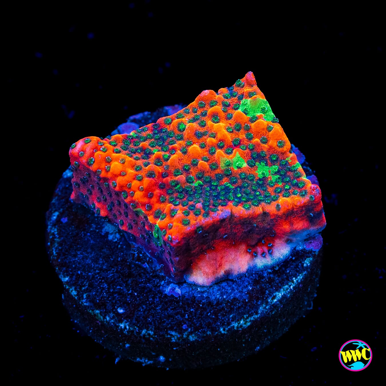 WWC Grafted Megachrome Montipora - Actinic Photo