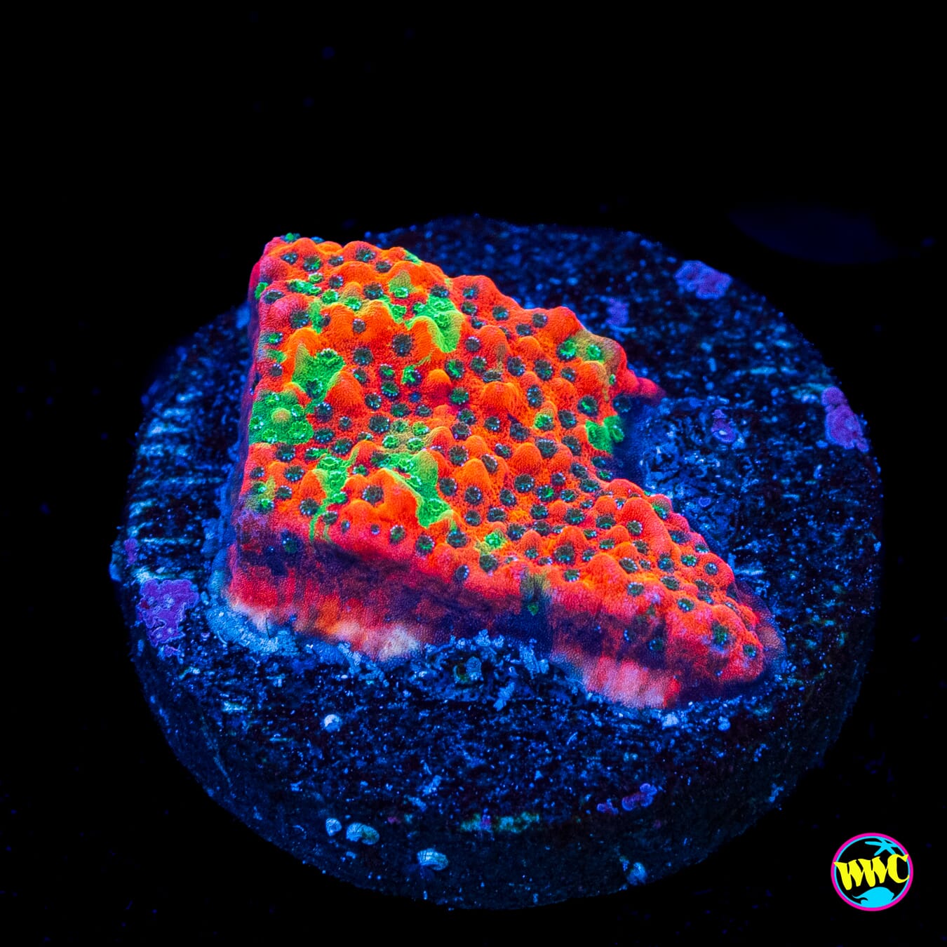 WWC Grafted Megachrome Montipora - Actinic Photo