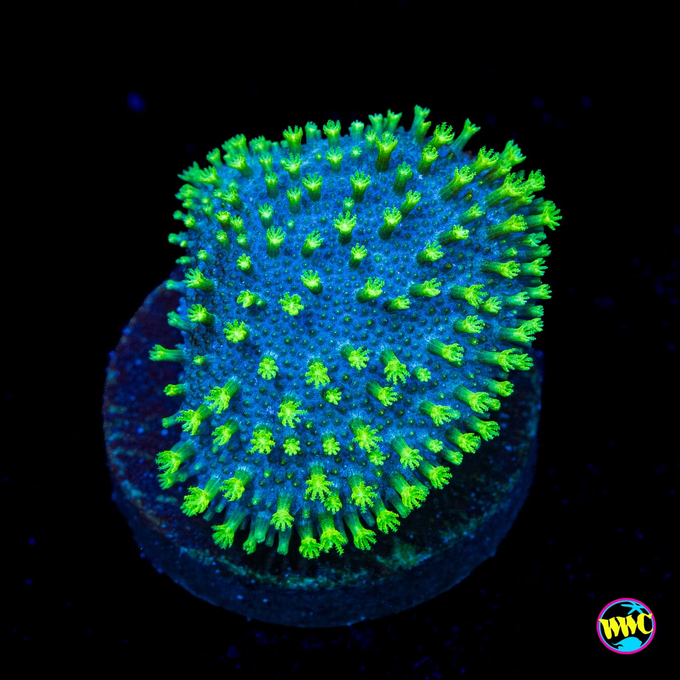 WWC Neon Toadstool Leather - Actinic Photo