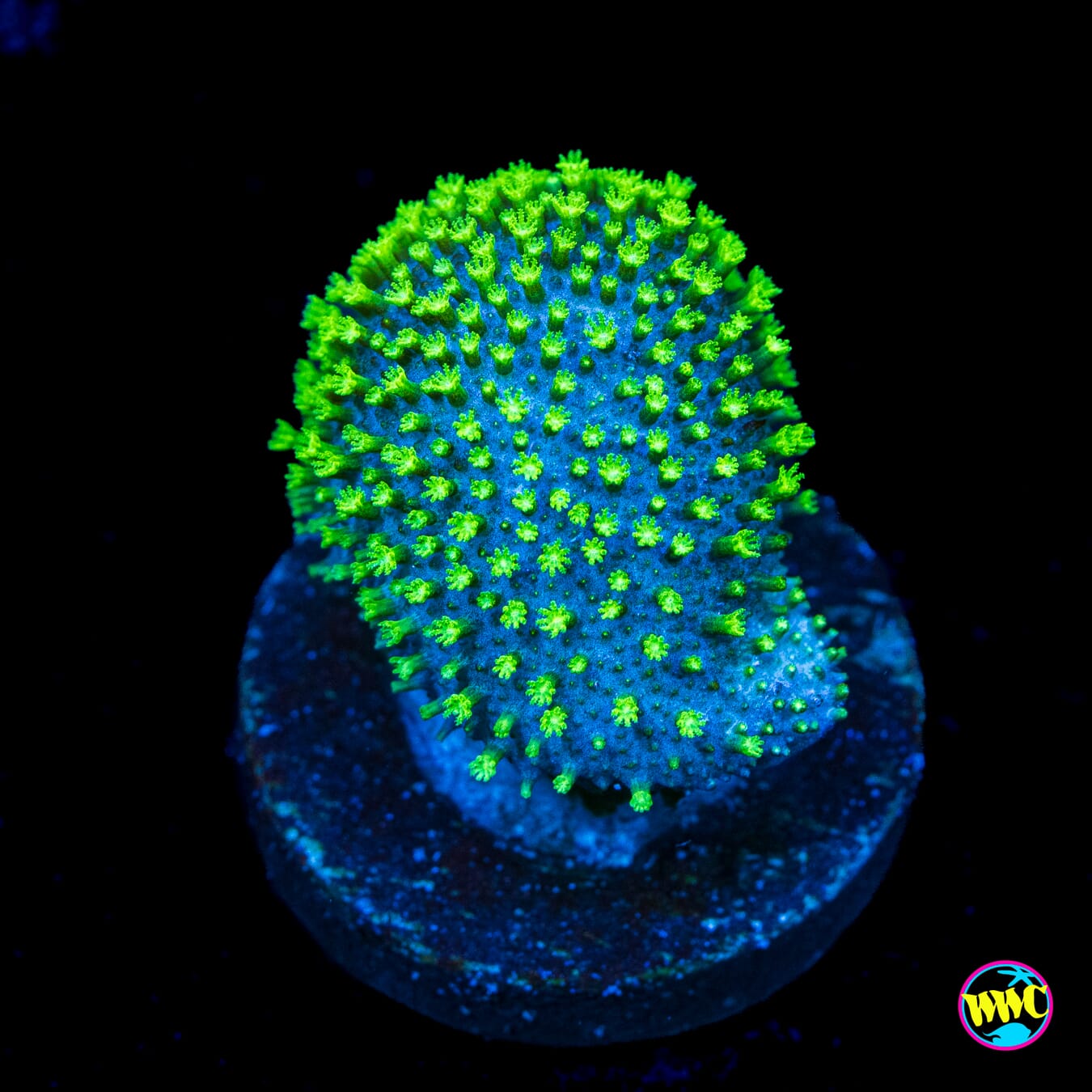 WWC Neon Toadstool Leather - Actinic Photo