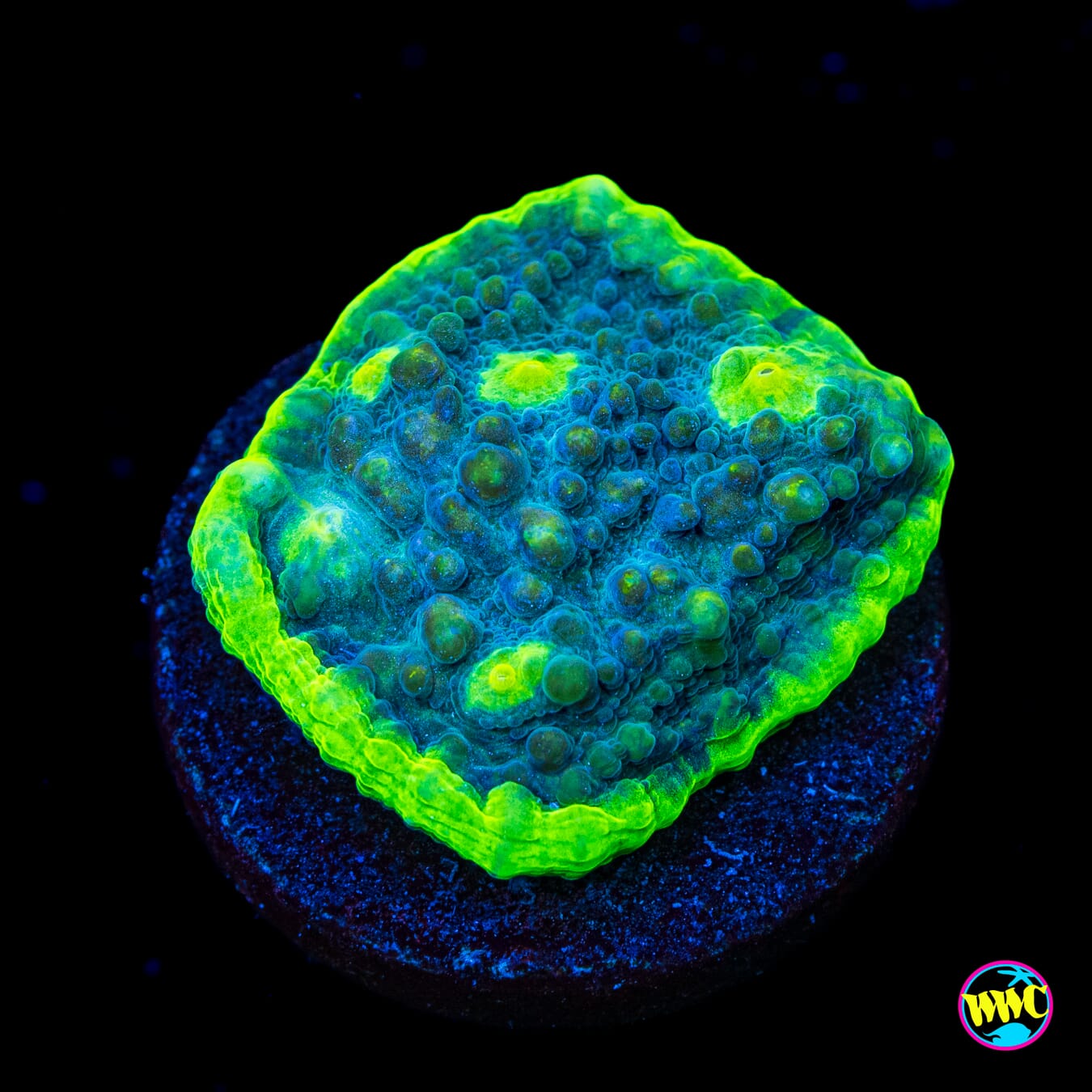 Toxic Doom Chalice - Actinic Photo