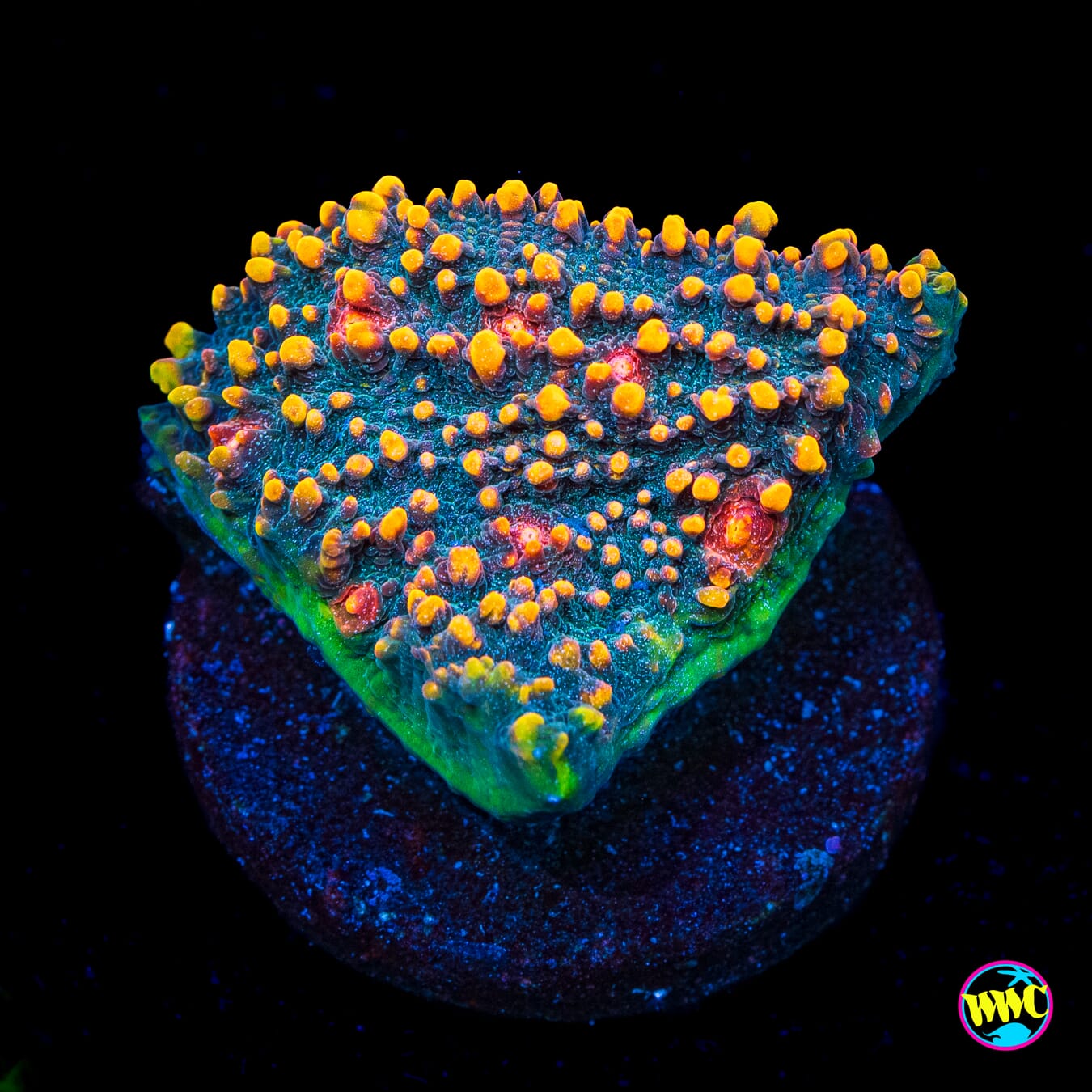 WWC Mountain Dew Chalice - Actinic Photo