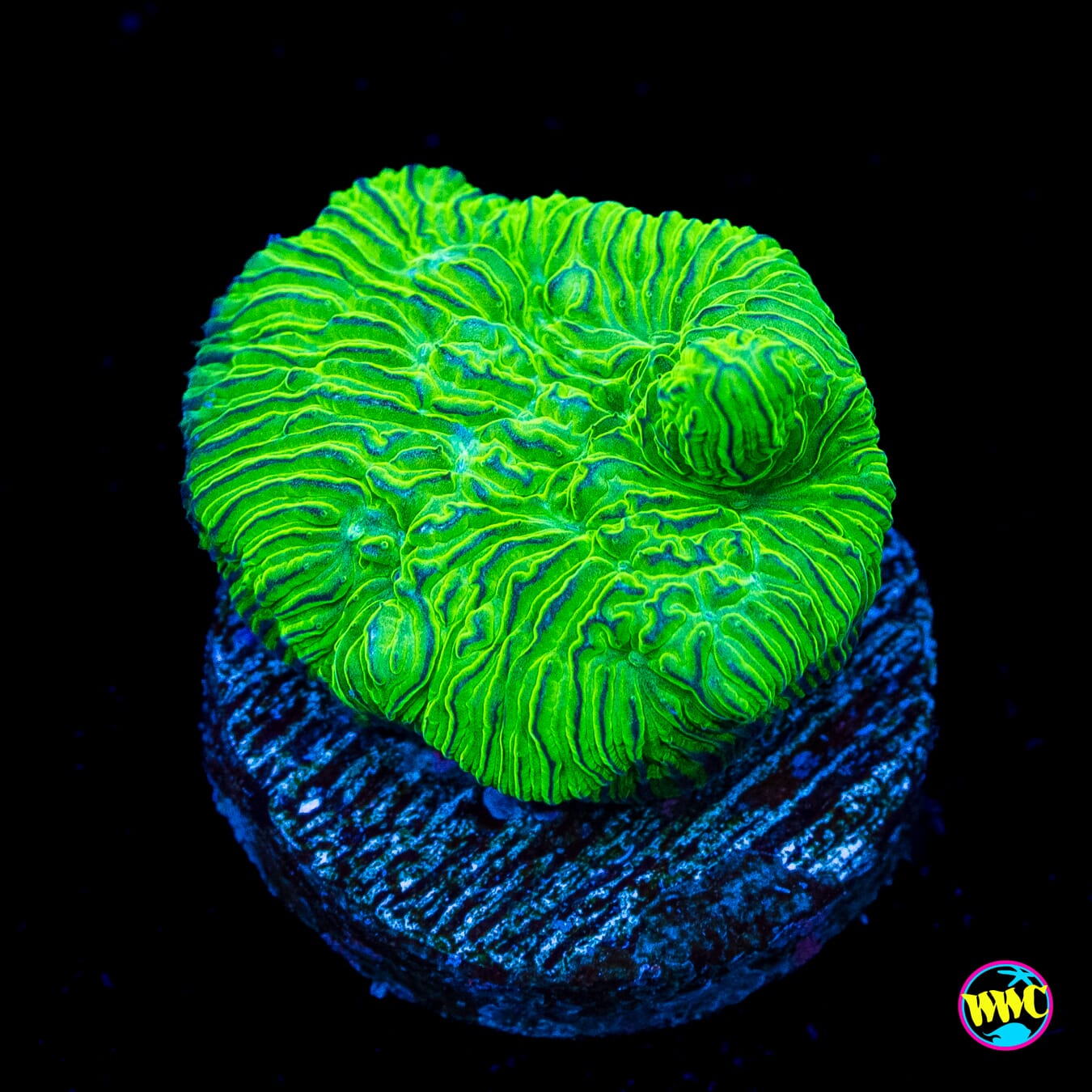 WWC Greener than Green Lithophyllon - Actinic Photo