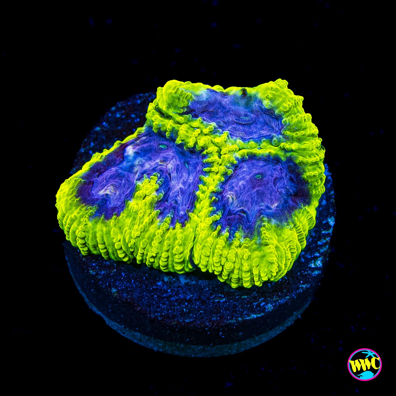 WWC Space Monkey Favia - Actinic Photo