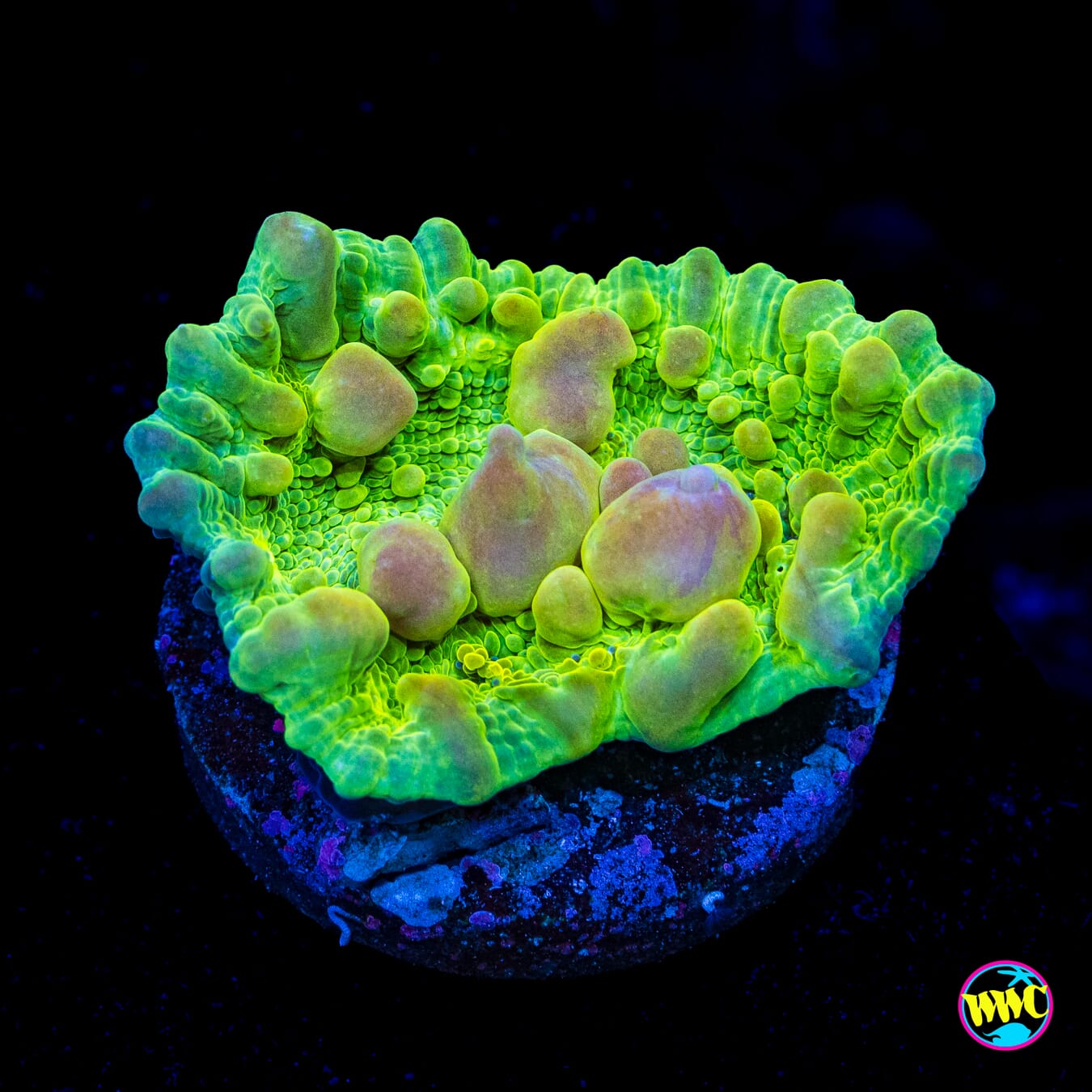WWC Cosmic Candy Bounce Chalice - Actinic Photo