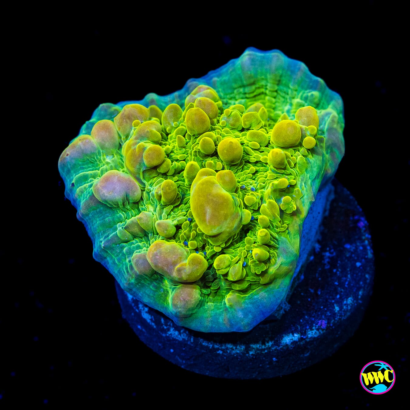 WWC Cosmic Candy Bounce Chalice - Actinic Photo