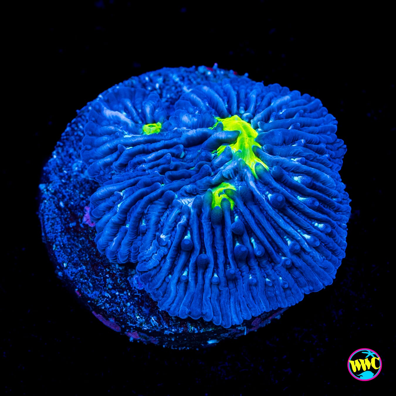 WWC Midnight Lovin Plate Coral - Actinic Photo