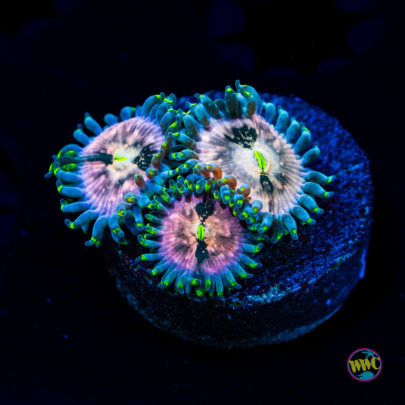 Hawaiian Ding Dang Zoanthids - Actinic Photo