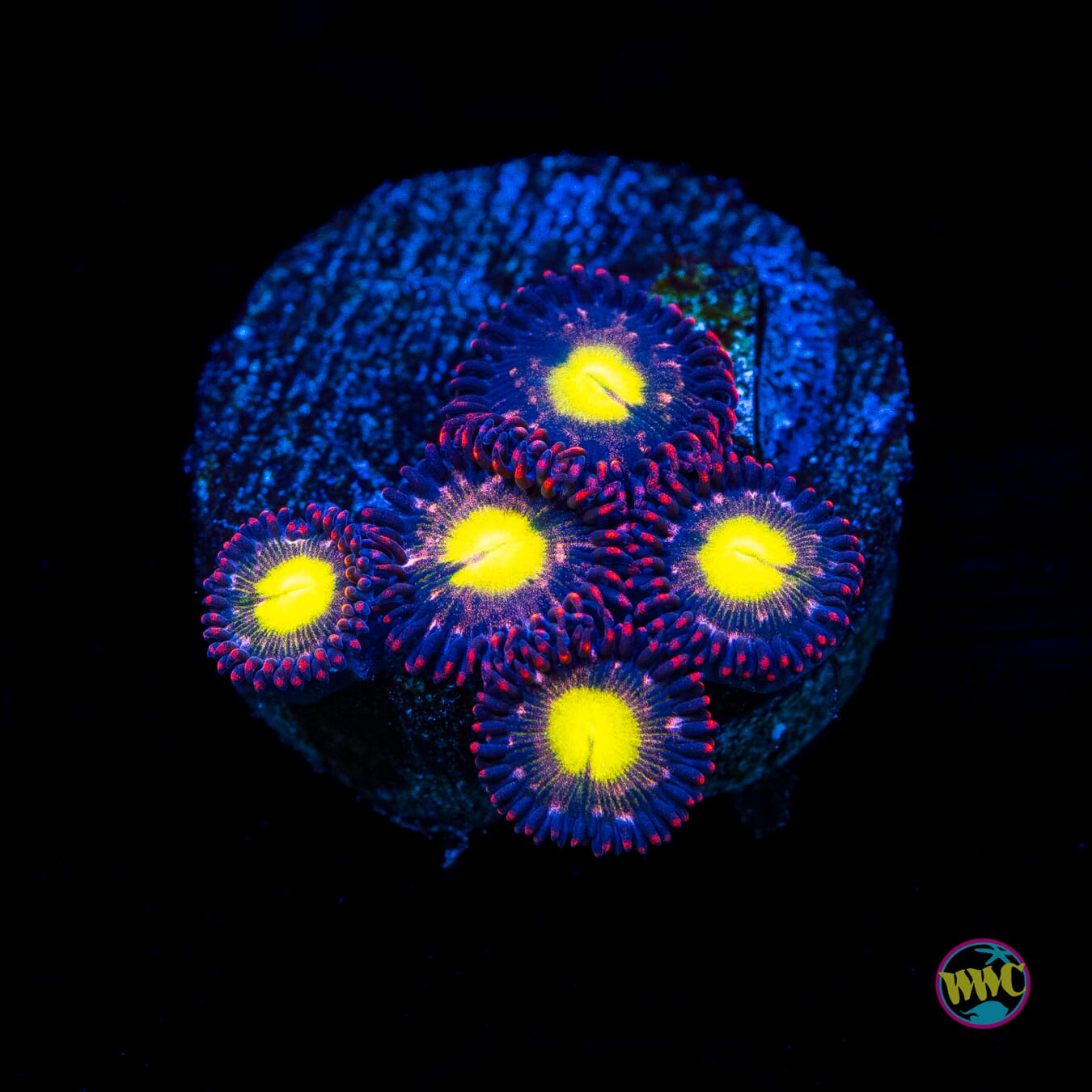 WWC Egg Yolks Zoanthids - Actinic Photo