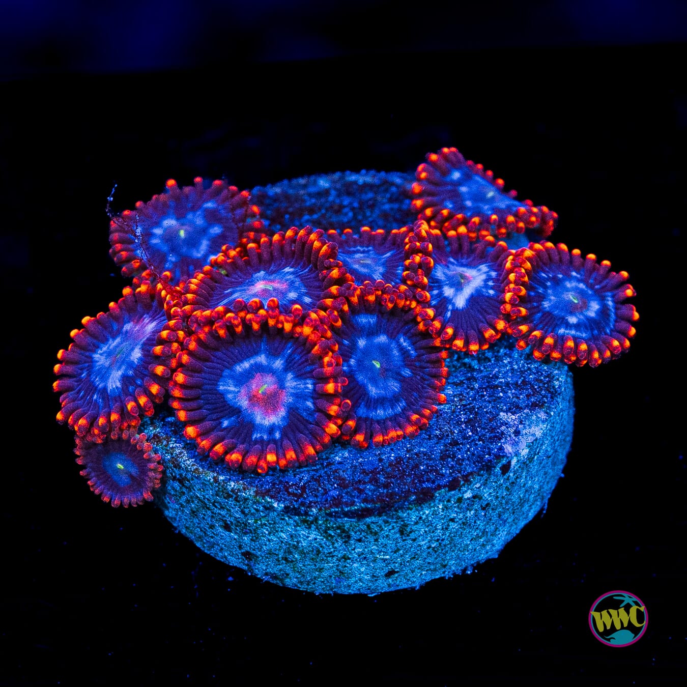 Fire and Ice Zoanthids - Actinic Photo