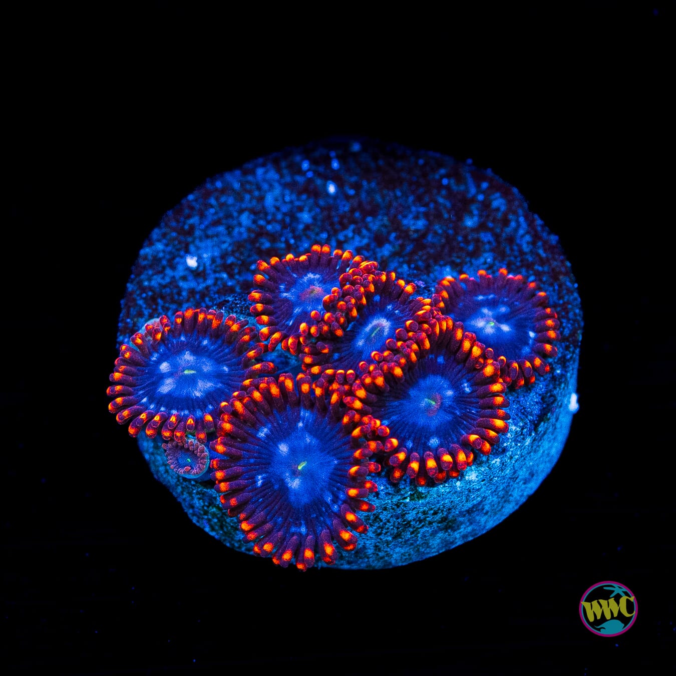 Fire and Ice Zoanthids - Actinic Photo