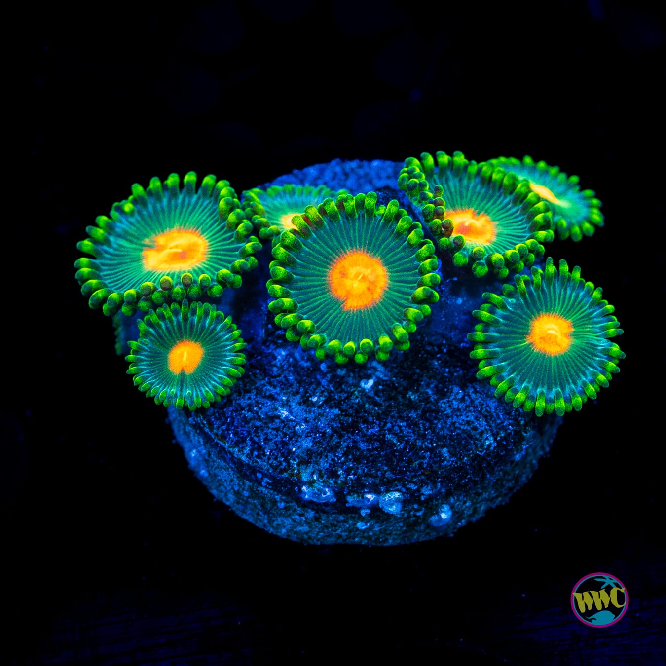 WWC Campfire Zoanthids - Actinic Photo