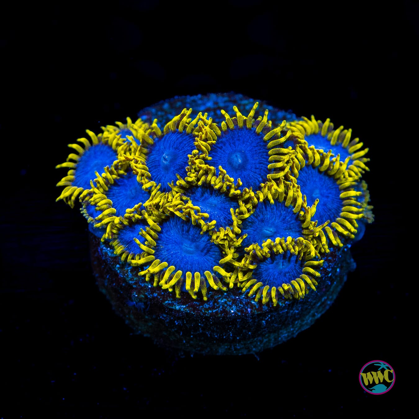 WWC Blue Angels Zoanthids - Actinic Photo