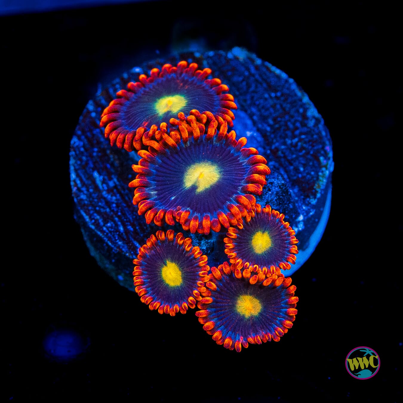 WWC Mandarin Monster Zoanthids - Actinic Photo