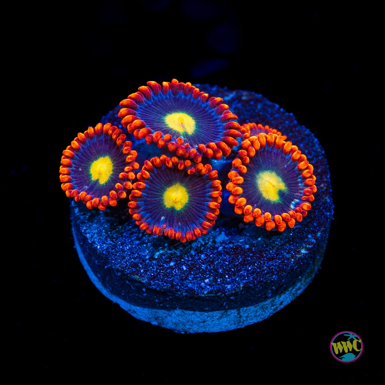 WWC Mandarin Monster Zoanthids - Actinic Photo
