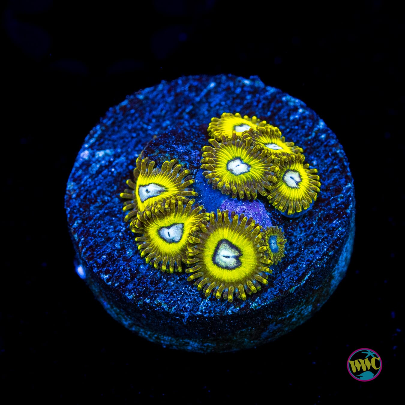 Pikachuz Zoanthids - Actinic Photo