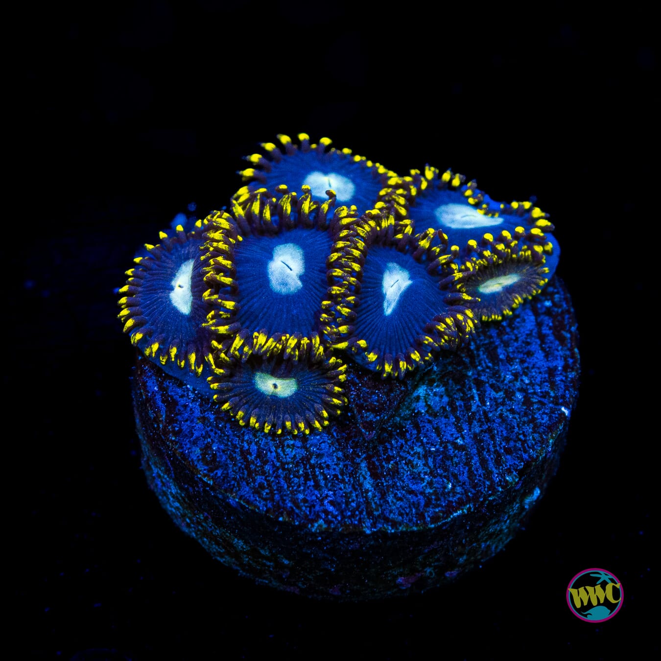 WWC Crown Royal Zoanthids - Actinic Photo
