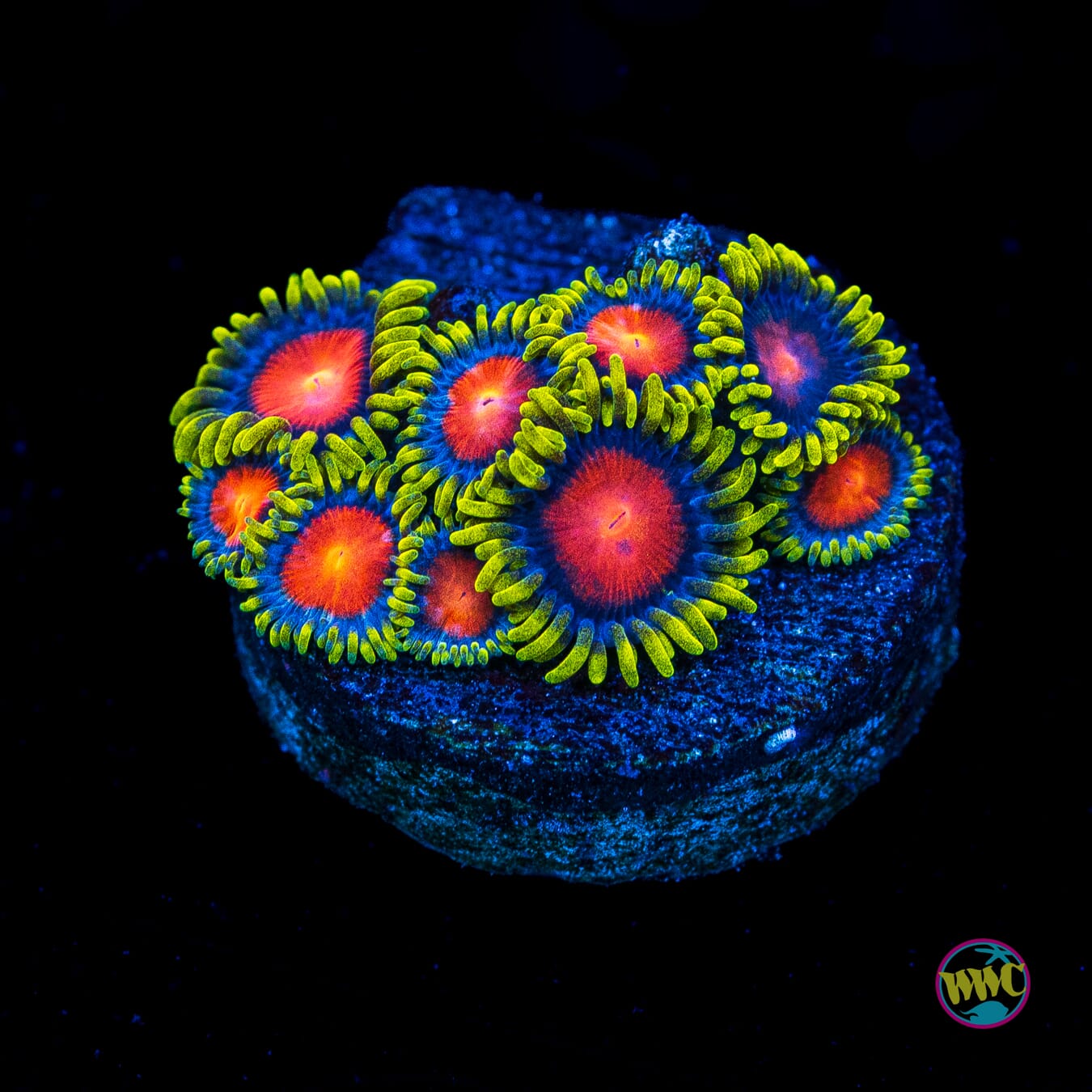 WWC Rising Sun Zoanthids - Actinic Photo
