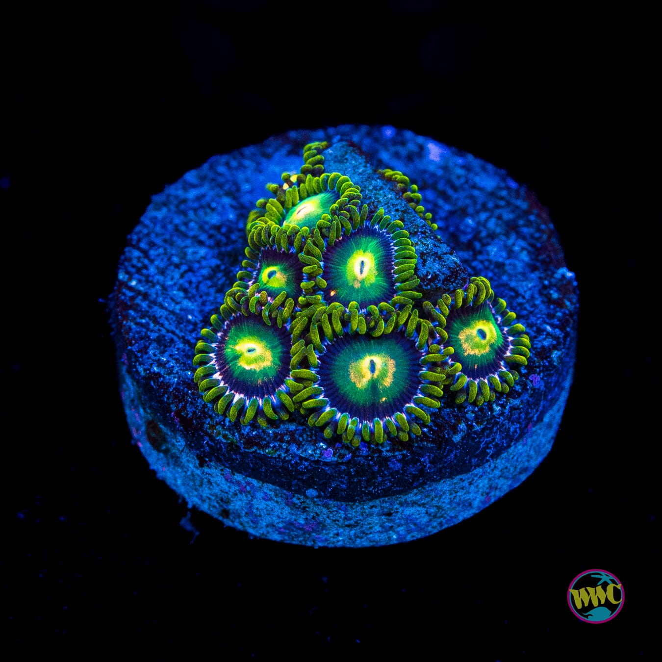 WWC Cosmic Dragon Eye Zoanthids - Actinic Photo