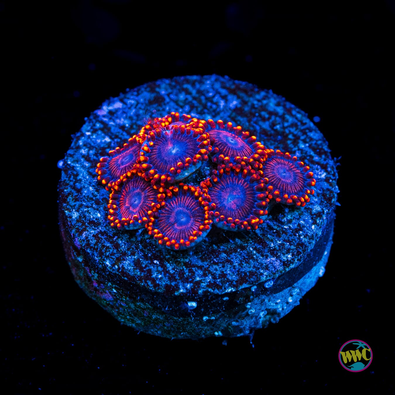 WWC Flaming Dragon Zoanthids - Actinic Photo