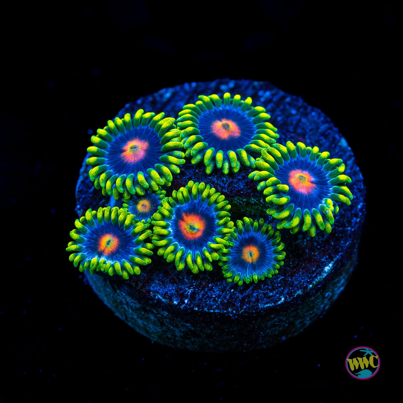 WWC Ultimate Blow pop Zoanthids - Actinic Photo
