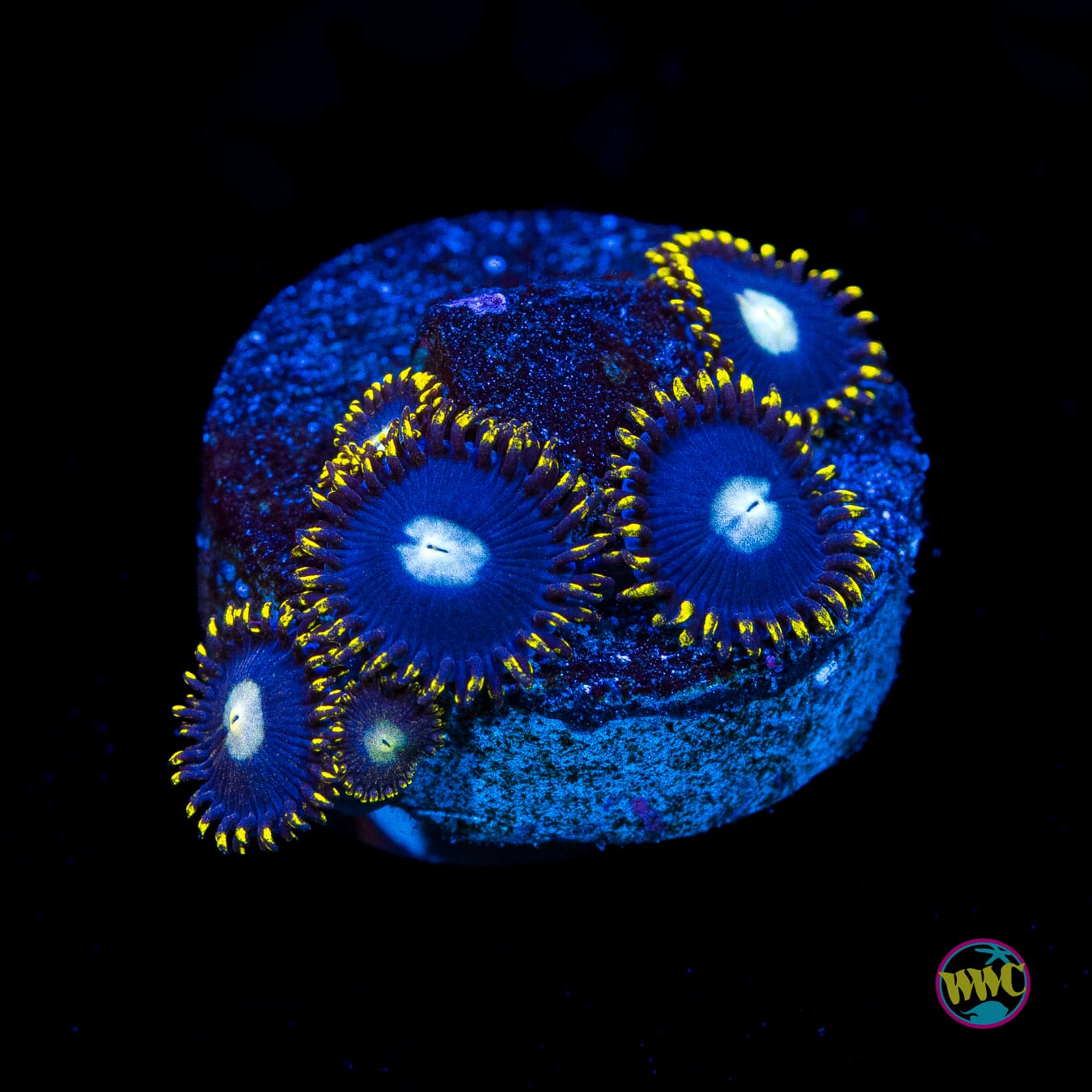 WWC Crown Royal Zoanthids - Actinic Photo