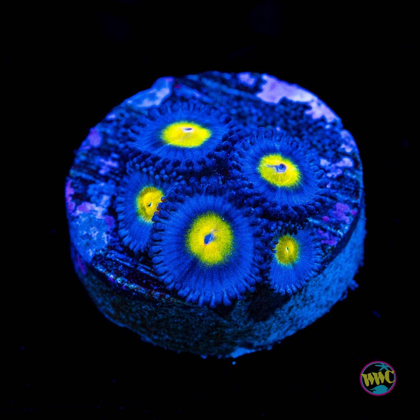 WWC AOI Zoanthids - Actinic Photo