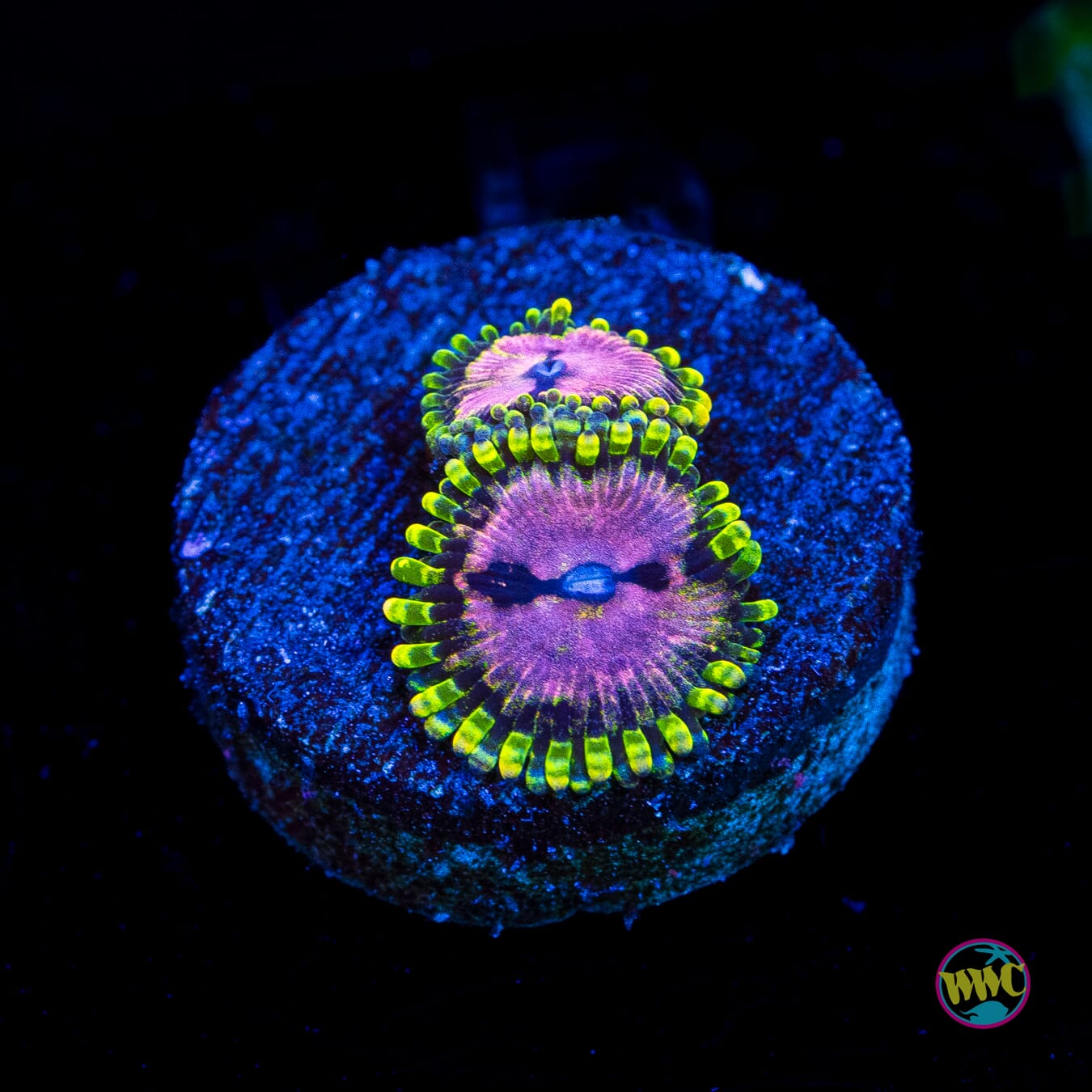 WWC Purple Monsters Zoanthids - Actinic Photo
