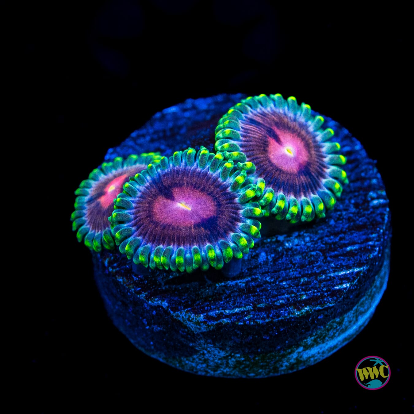 WWC Lucky Kentucky Zoanthids - Actinic Photo