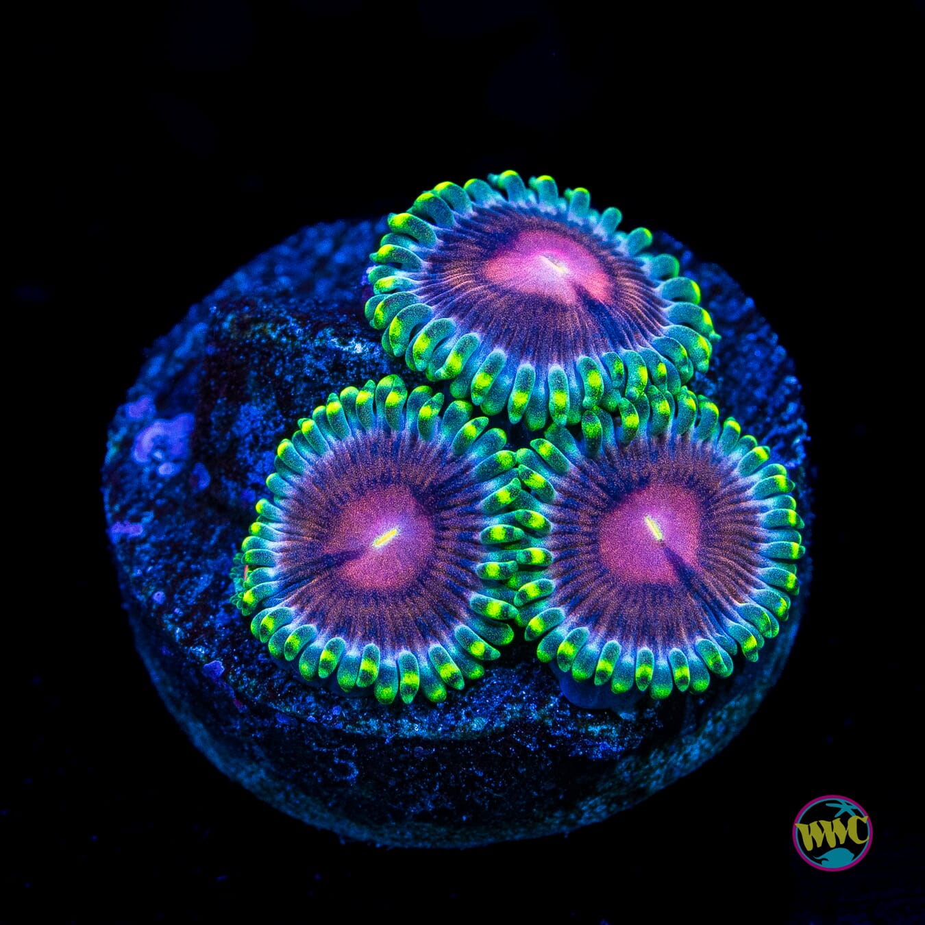 WWC Lucky Kentucky Zoanthids - Actinic Photo