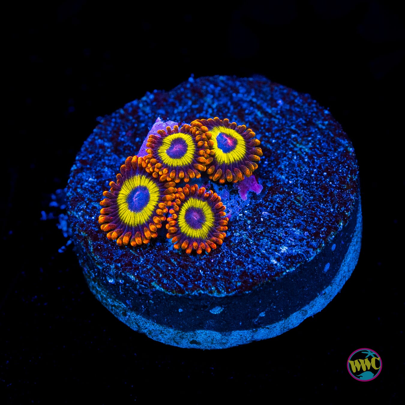 Fruit Loopz Zoanthids - Actinic Photo
