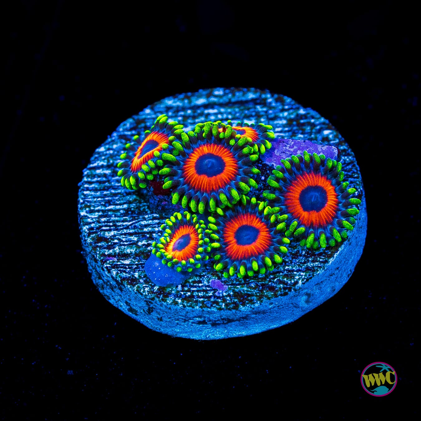Whammin Watermelon Zoanthids - Actinic Photo