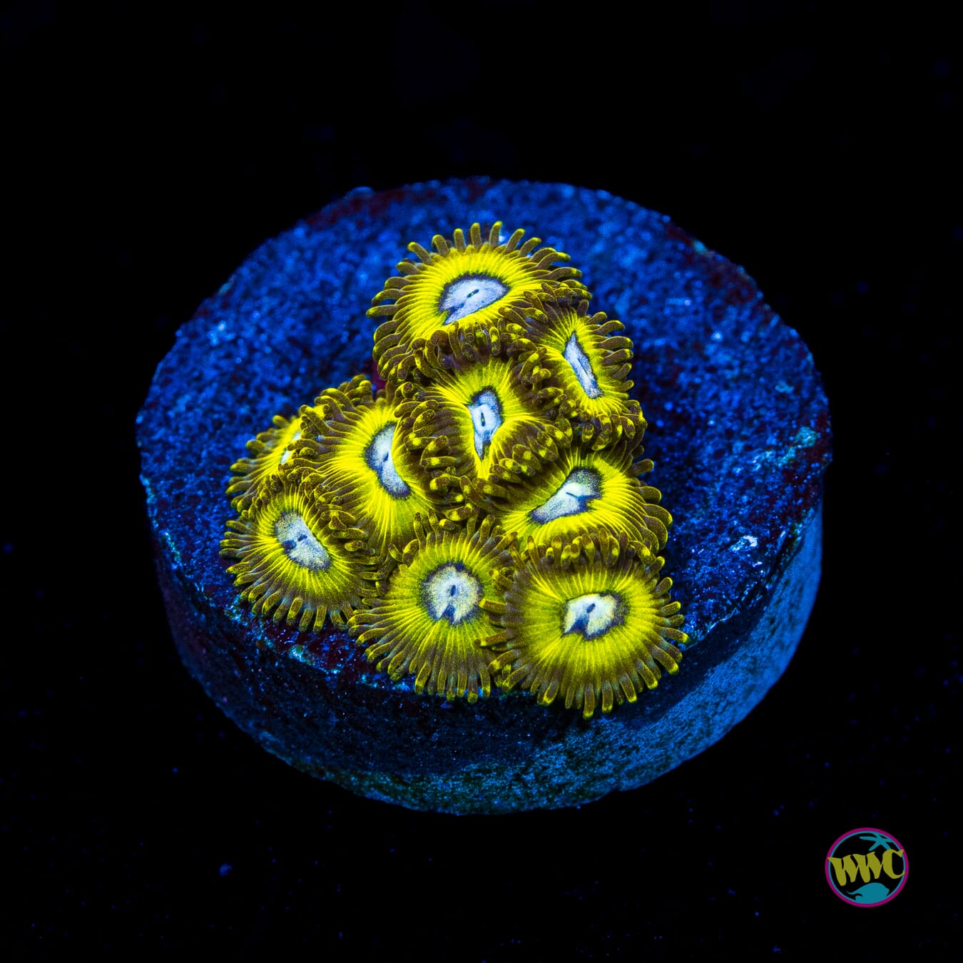 Pikachuz Zoanthids - Actinic Photo