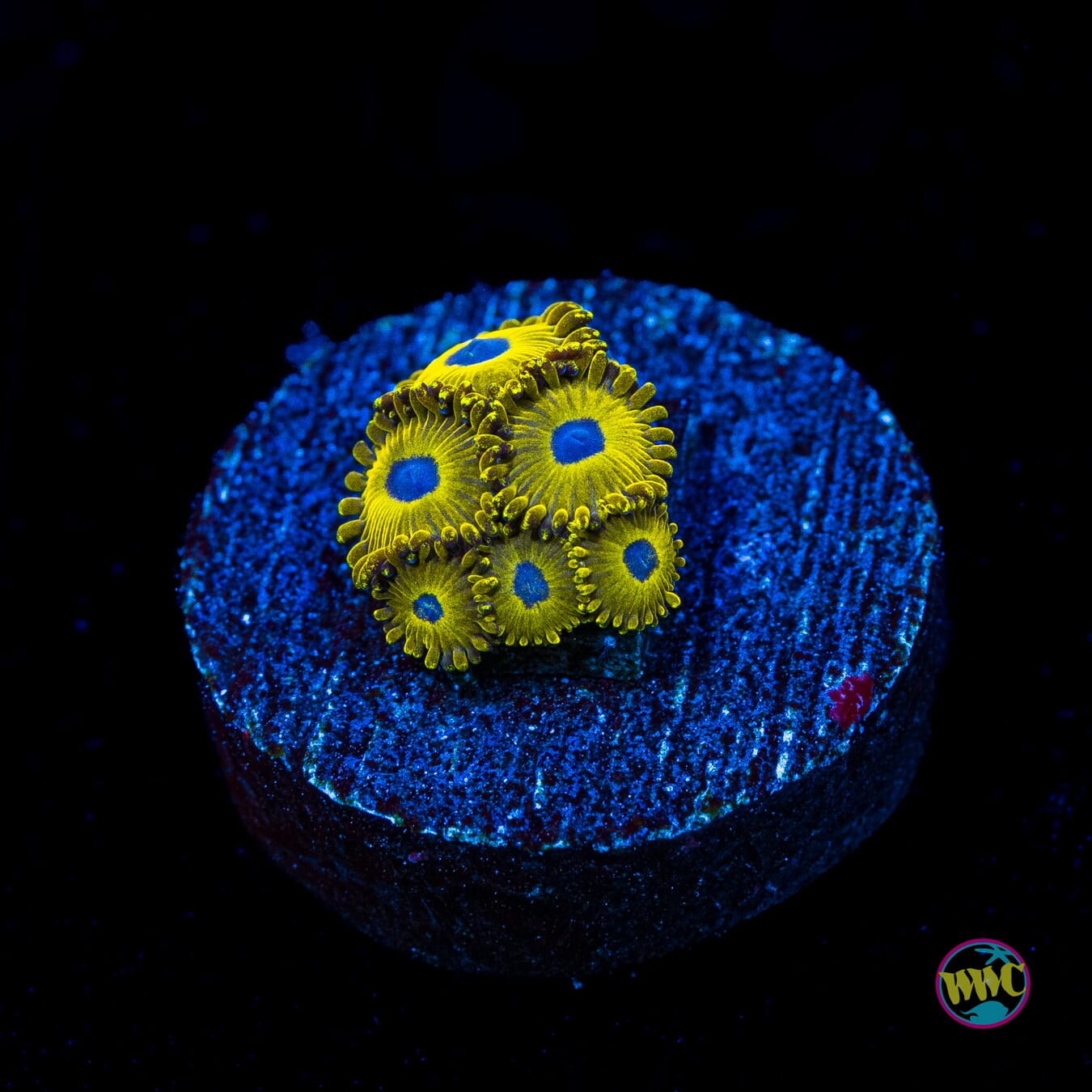 WWC Canary Island Zoanthids - Actinic Photo