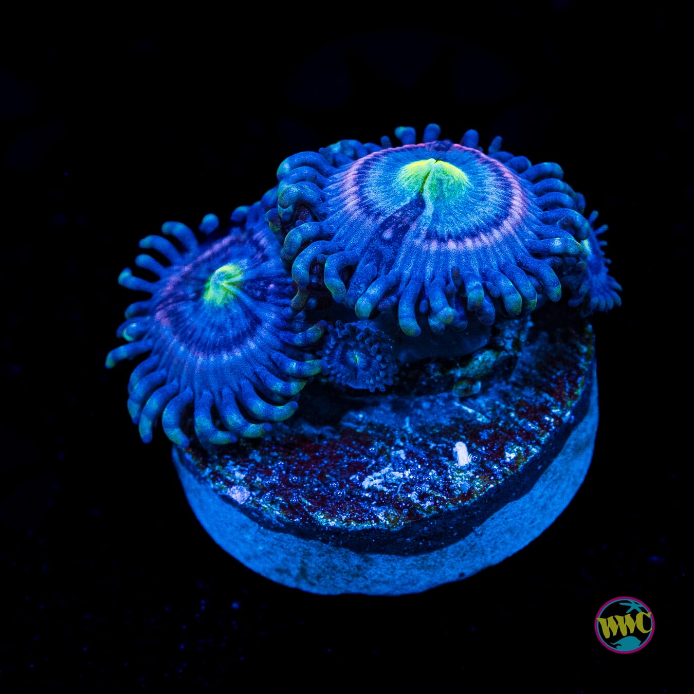 WWC Avacado Smasher Zoanthids - Actinic Photo