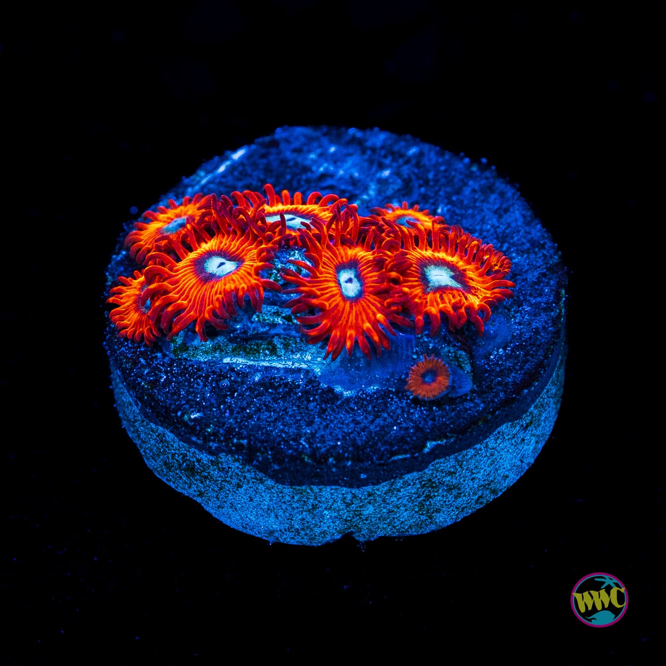 Charmanderz Zoanthids - Actinic Photo