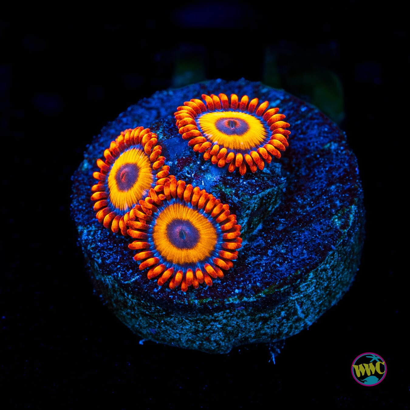 Oxide Zoanthids - Actinic Photo