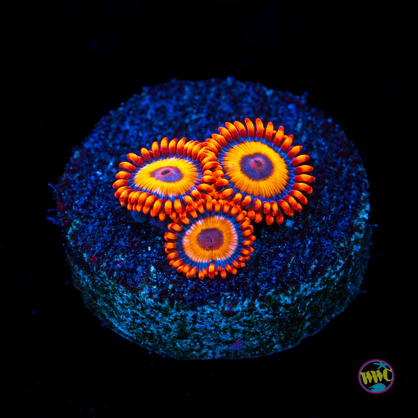 Oxide Zoanthids - Actinic Photo