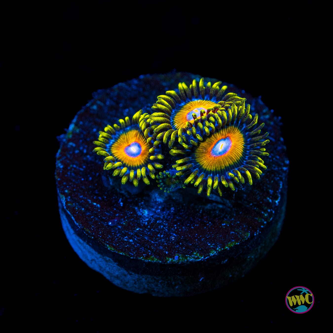 Super Saiyan Zoanthids - Actinic Photo