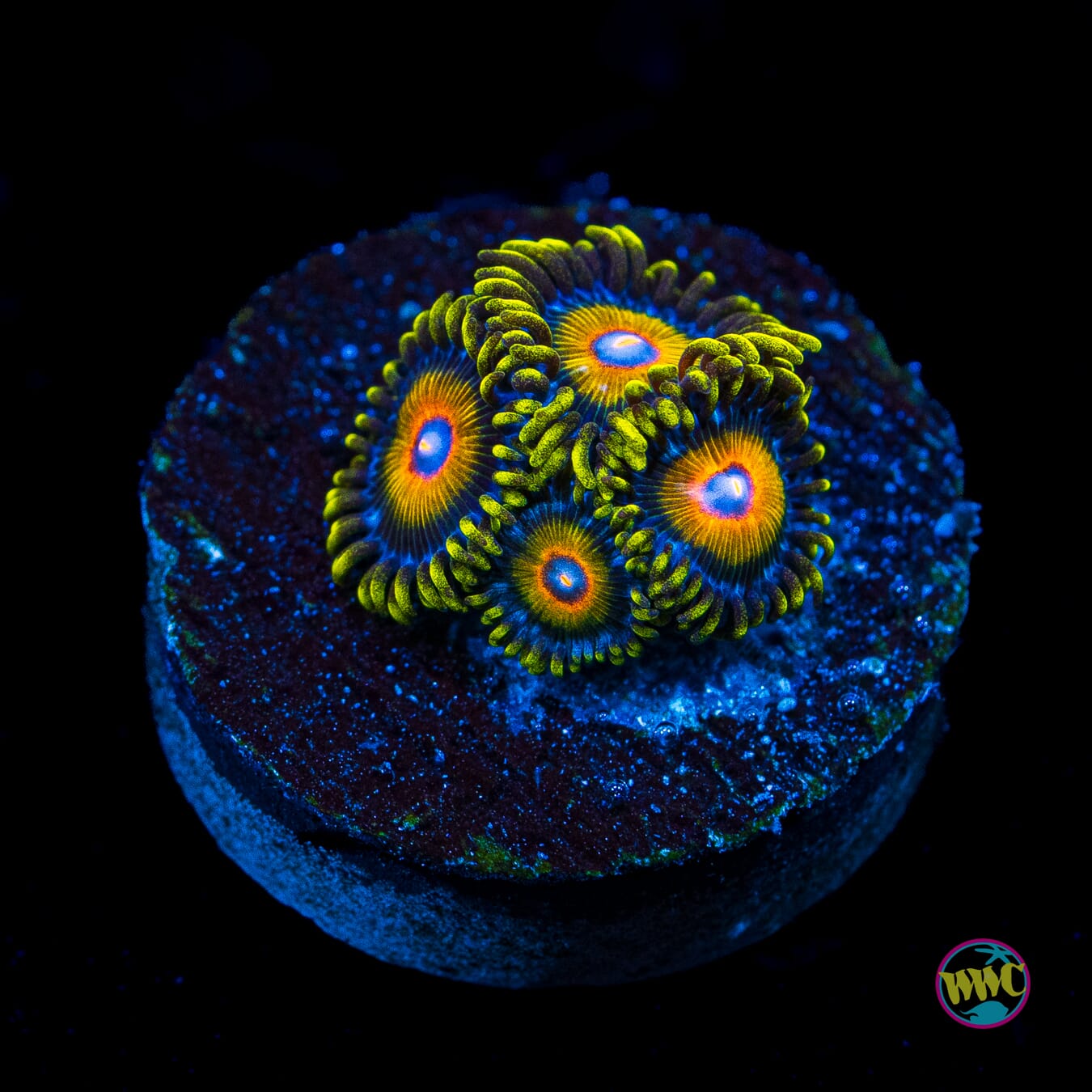 Super Saiyan Zoanthids - Actinic Photo