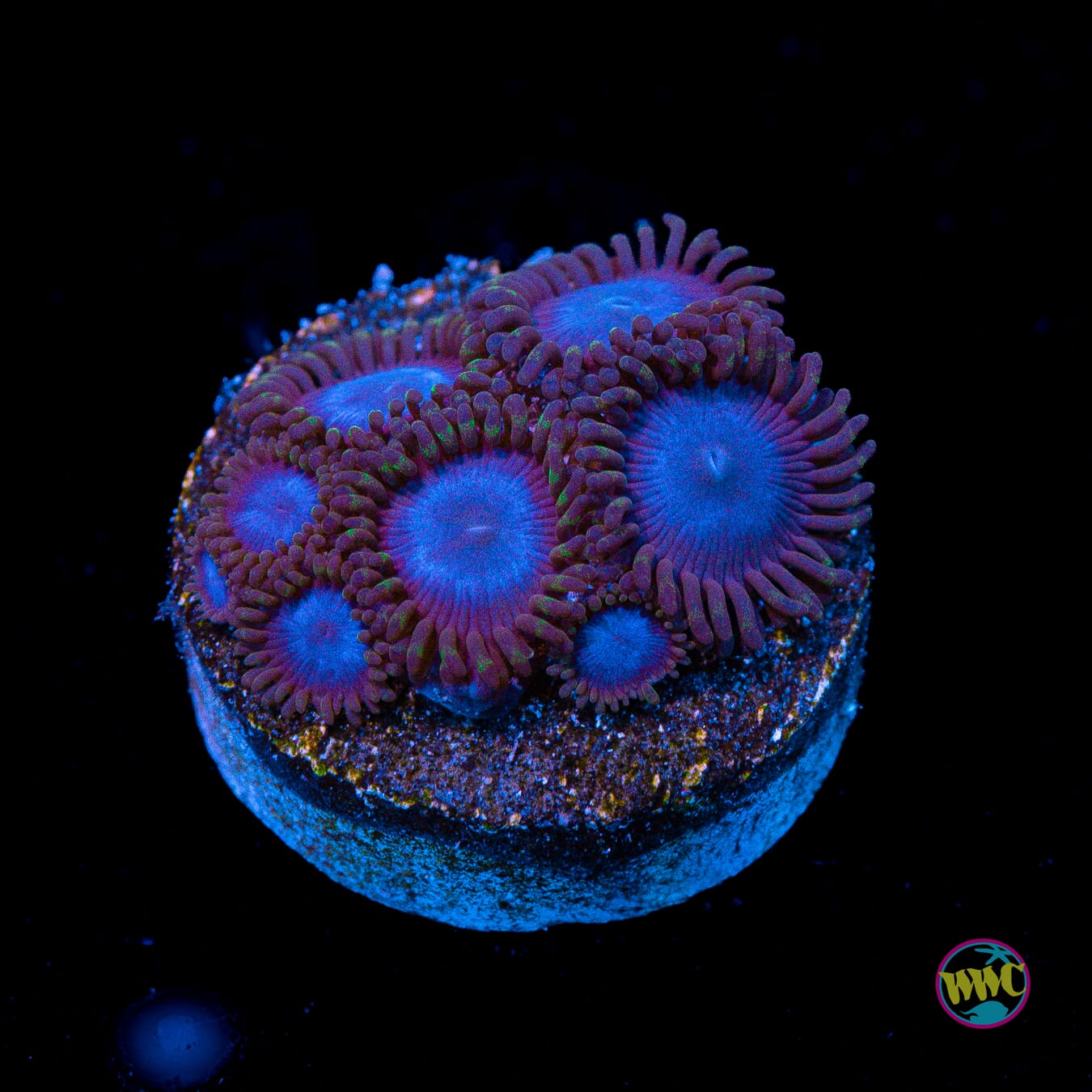 Tubbs Blues Zoanthids - Actinic Photo