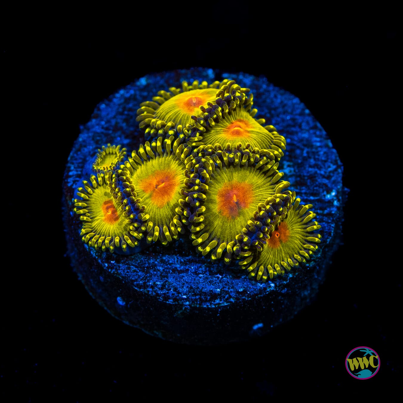 WWC Golden Gods Zoanthids - Actinic Photo
