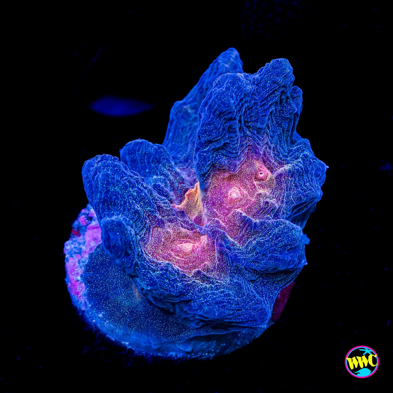 Glitter Cosmos Pectinia - Actinic Photo