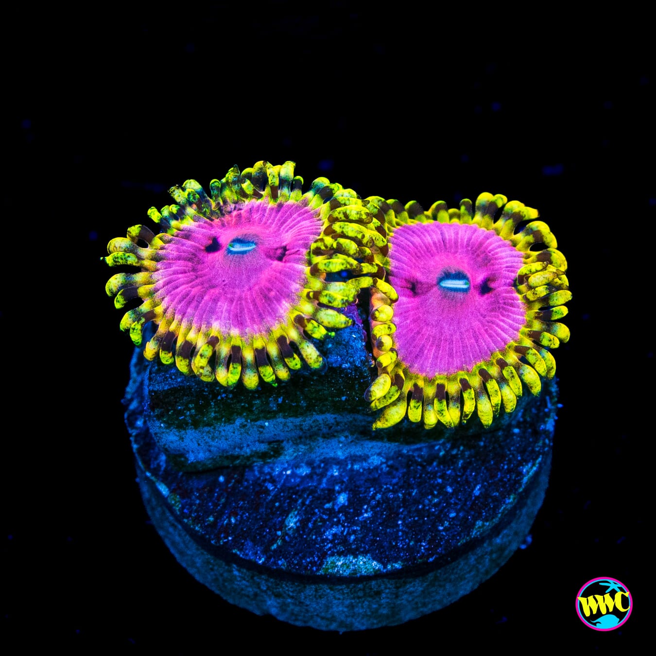 RR Pink Diamond Zoanthids - Actinic Photo