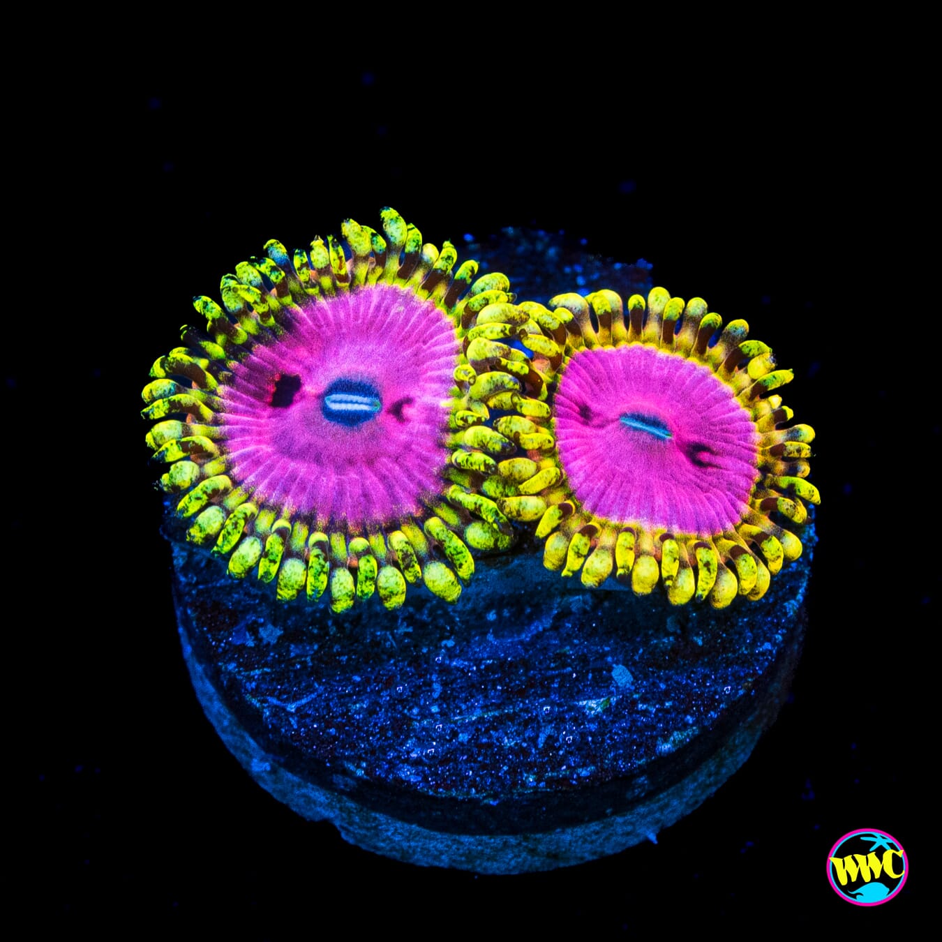 RR Pink Diamond Zoanthids - Actinic Photo