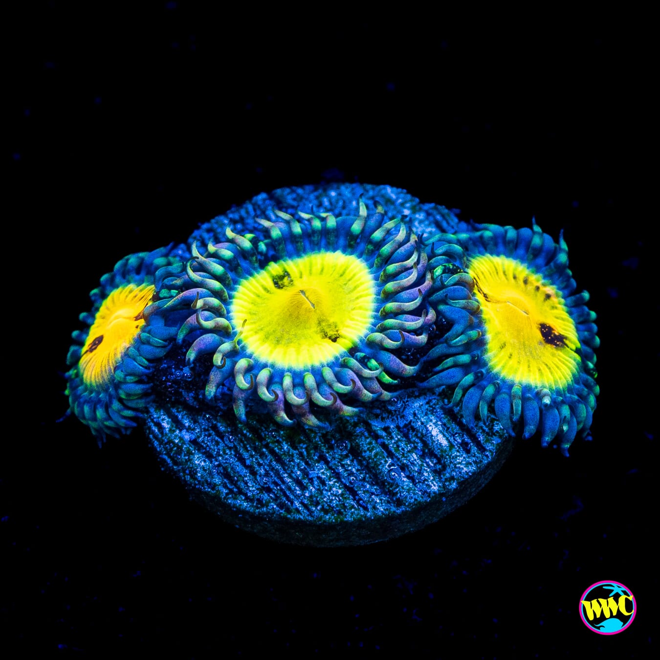 Jason Fox Butt Muncher Zoanthids - Actinic Photo