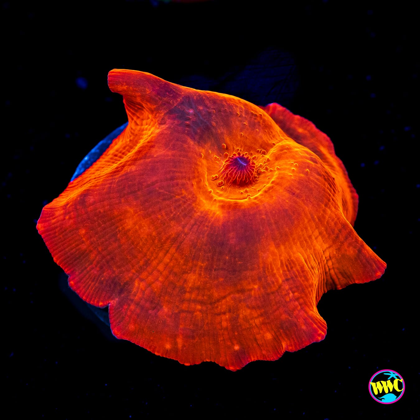 WWC King Tut Disco Mushroom - Actinic Photo