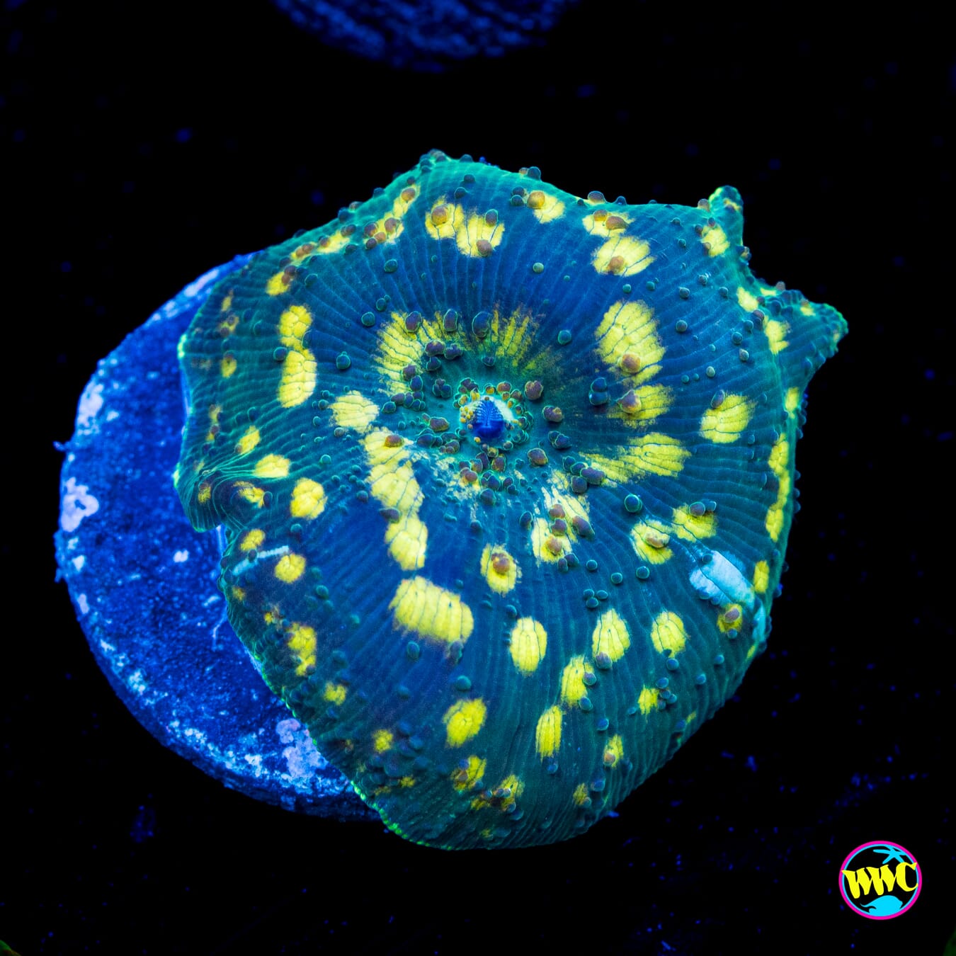 Spotted Iguana Disco Mushroom - Actinic Photo